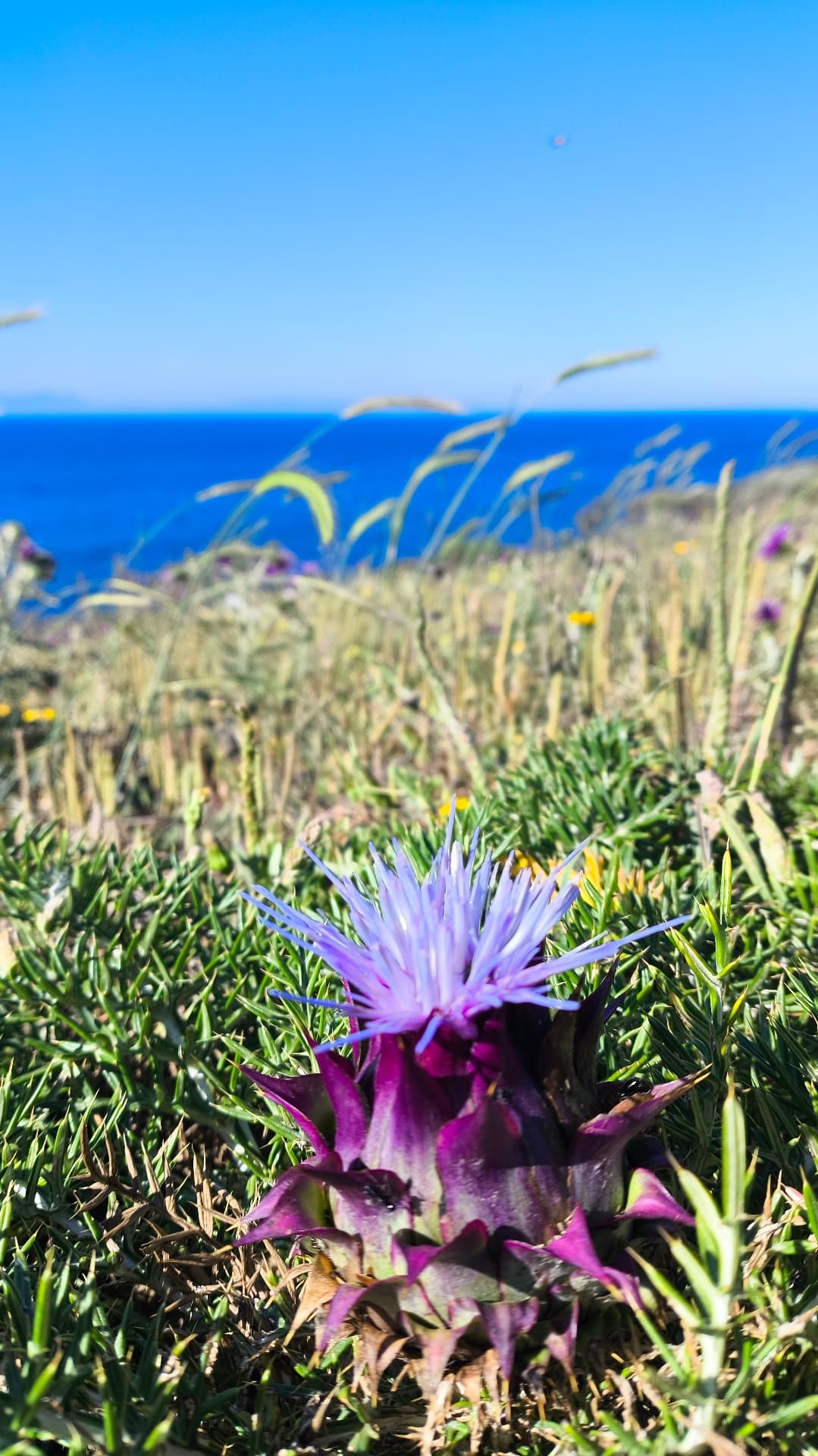 Playa Alcaidesa