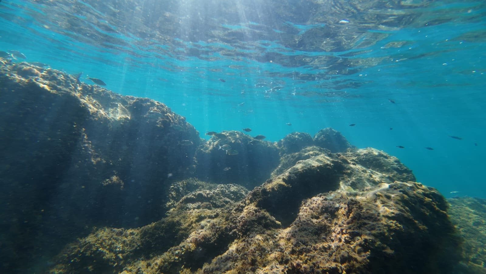 Estepona Reefs