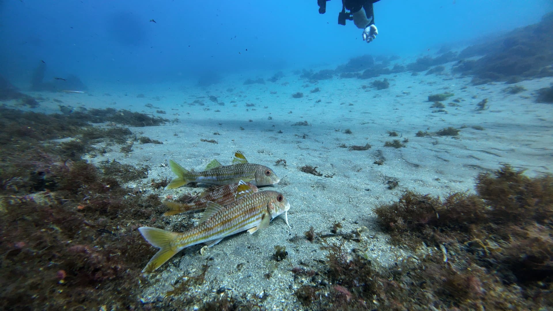 Estepona Reefs
