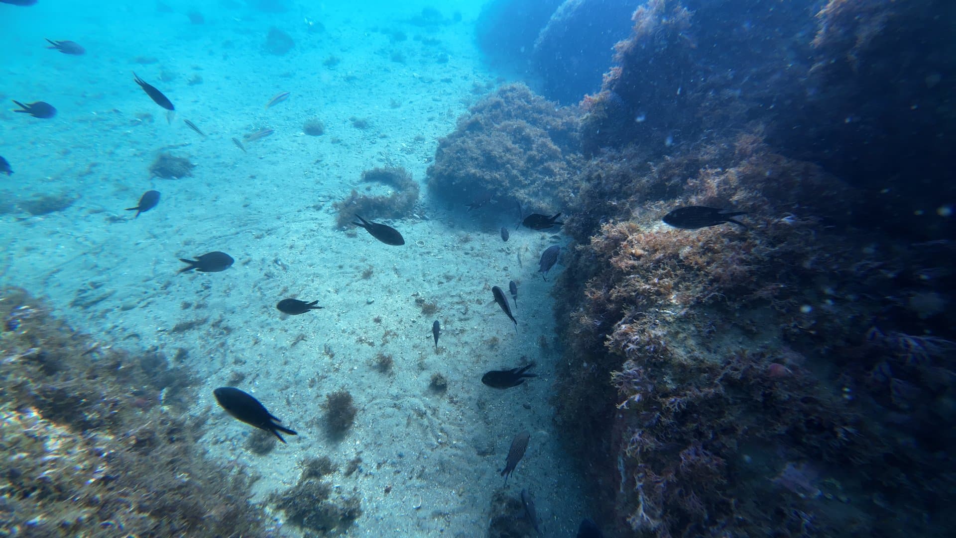 Estepona Reefs