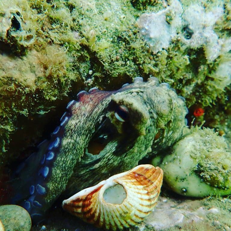 Common Octopus