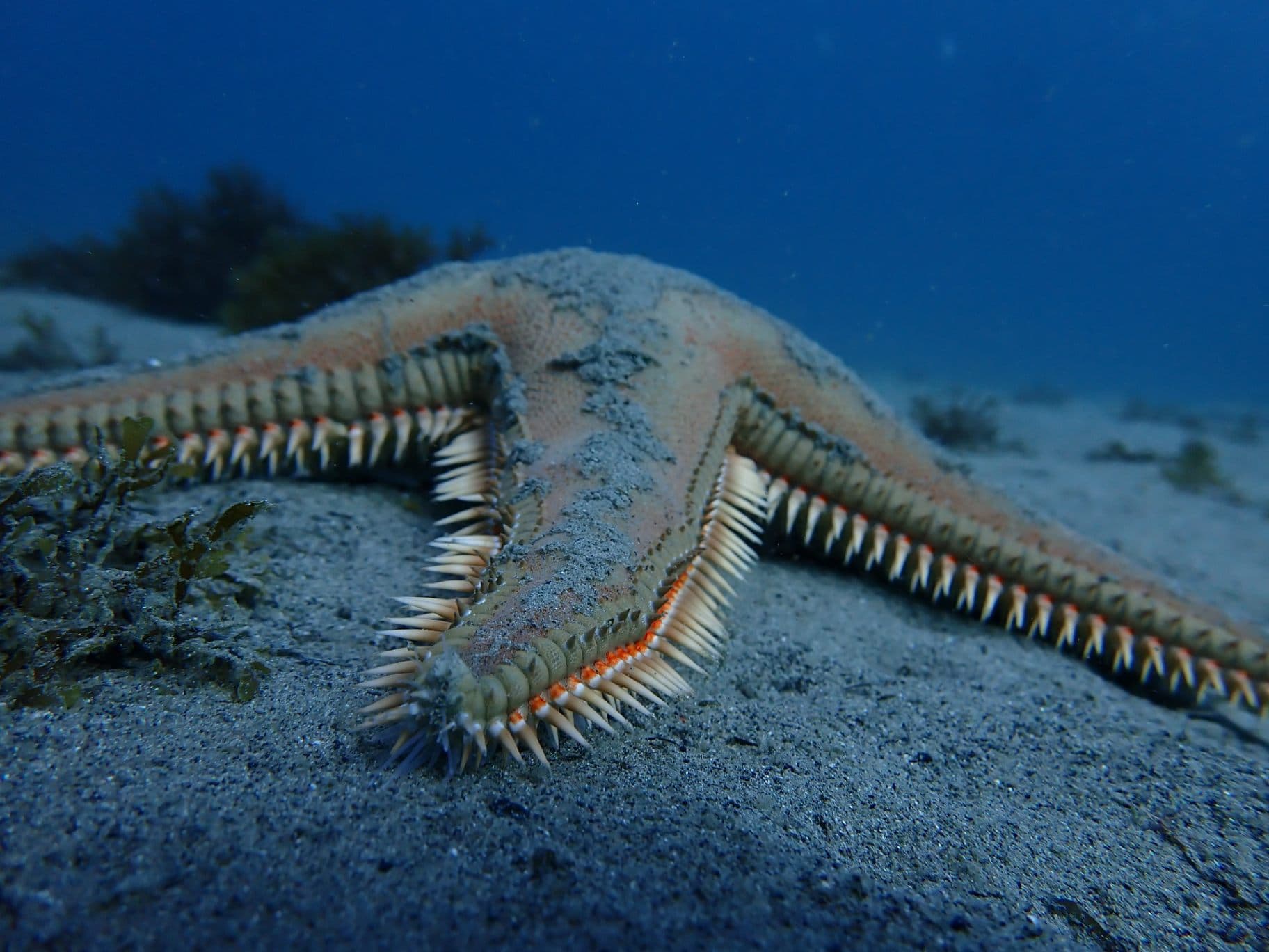 Sea Stars