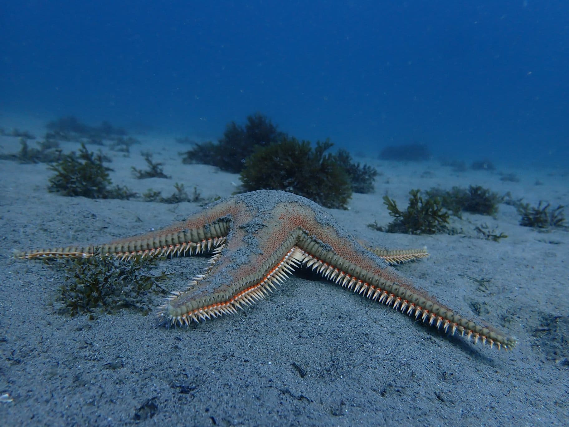 Sea Stars