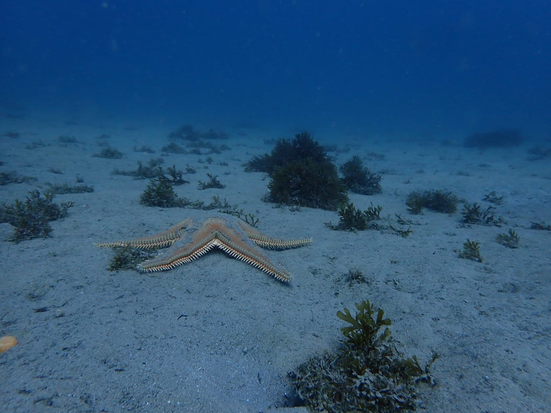 Sea Stars