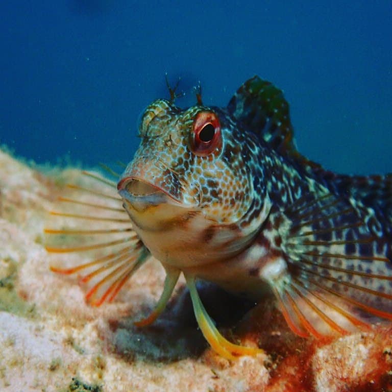 Tompot Blenny