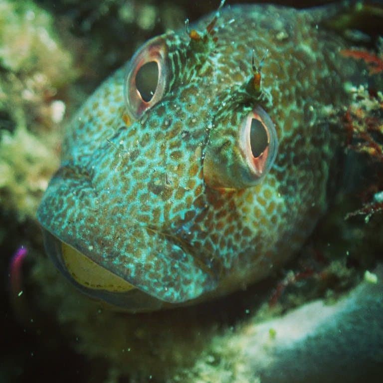 Tompot Blenny