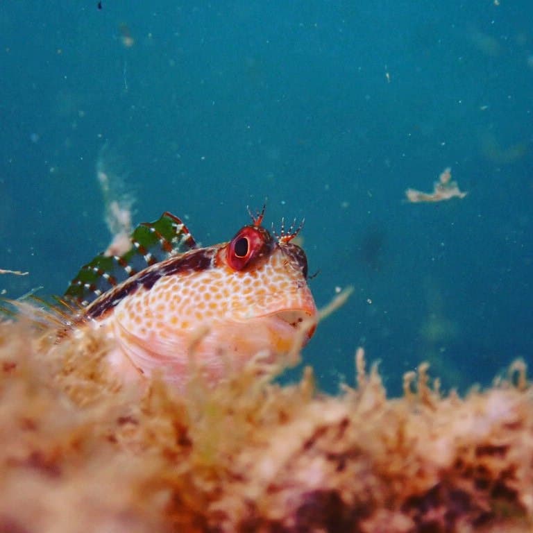 Tompot Blenny