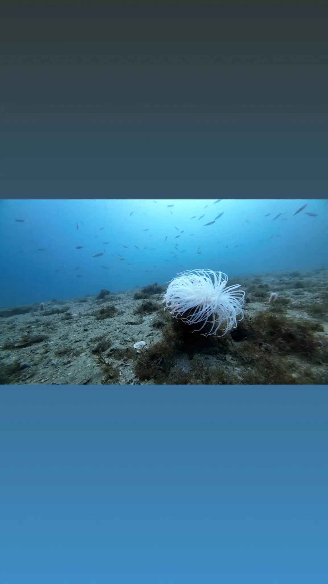 Tube Anemone