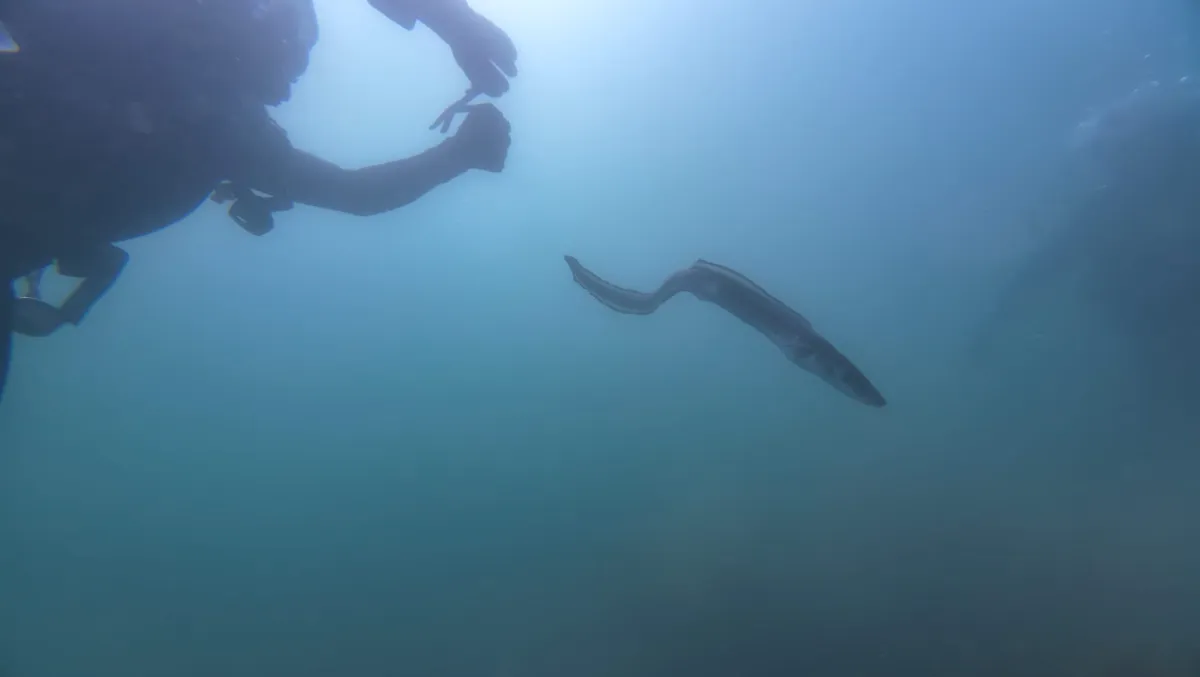 Conger Eel