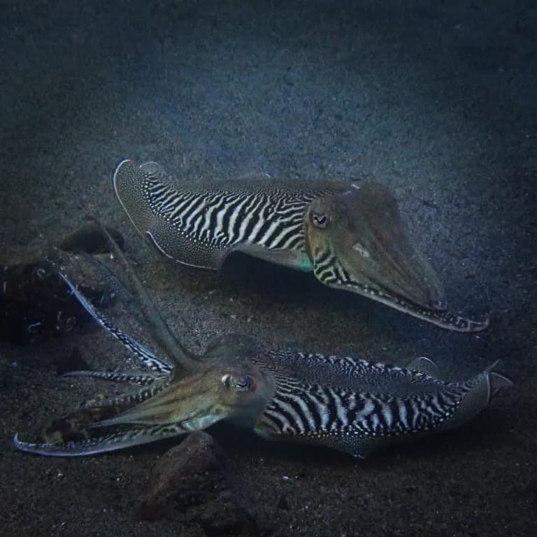 Cuttlefish