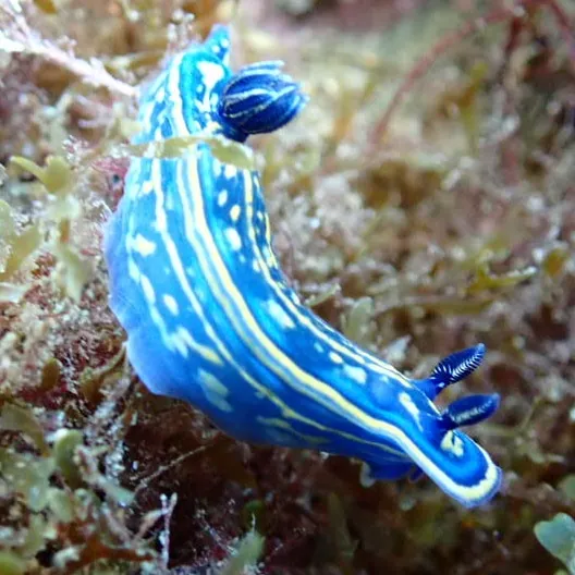 Doris Tricolor