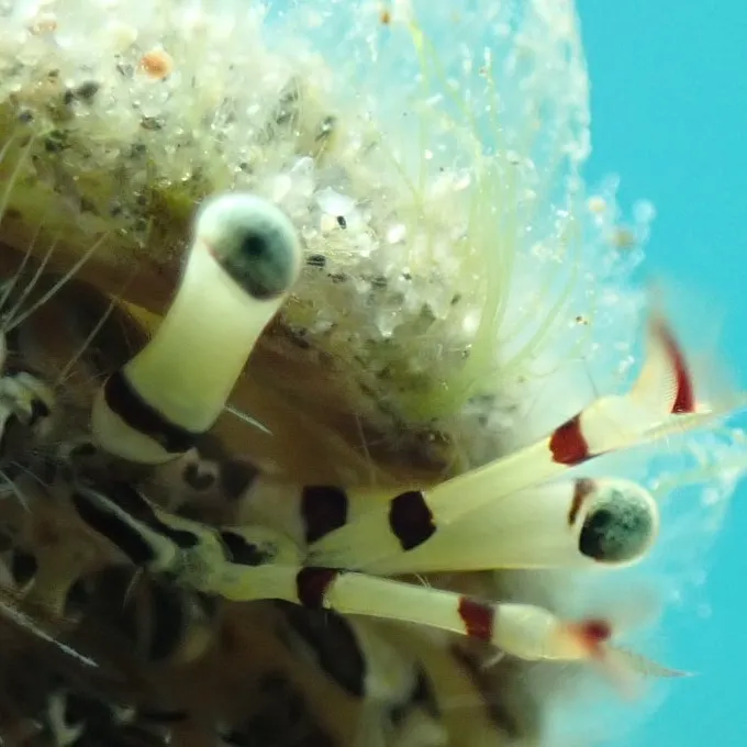 Hermit Crab