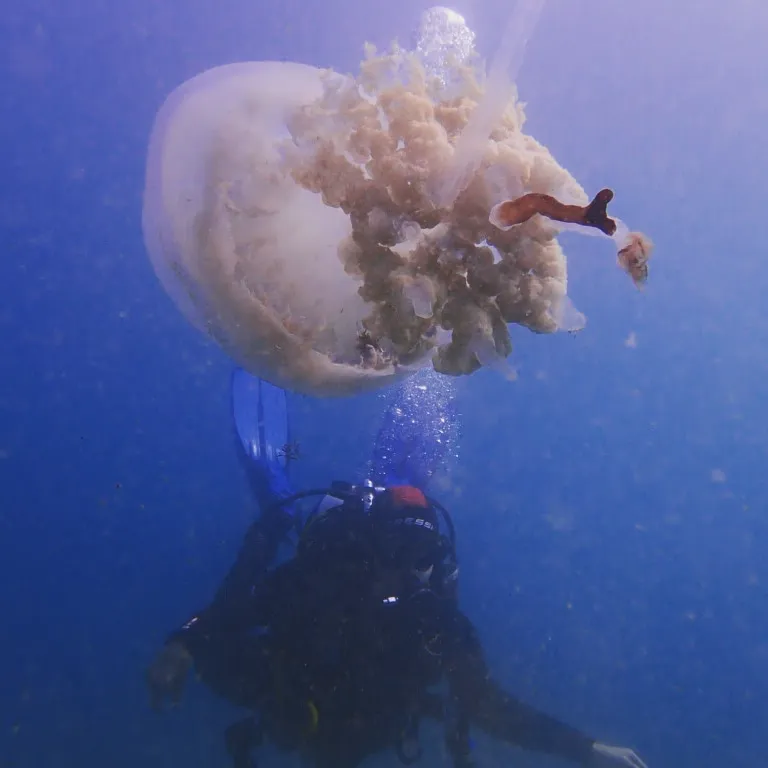 Barrel Jellyfish