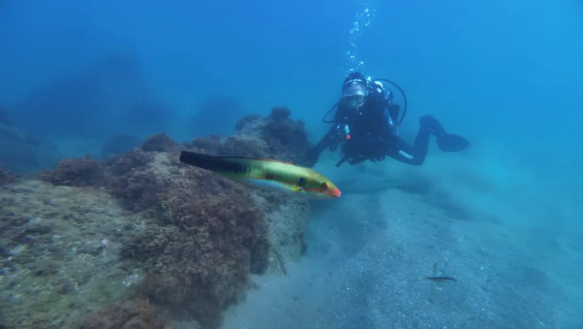 Mediterranean Rainbow Wrasse