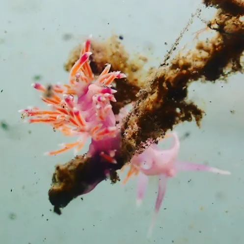 Pink Flabellina