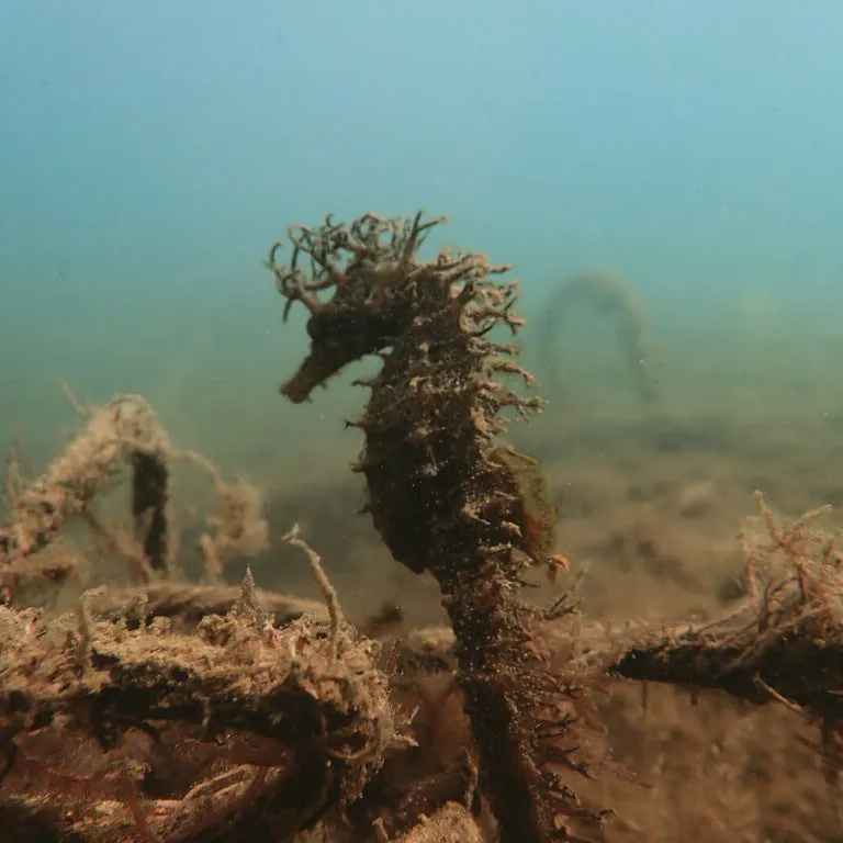 Seahorse