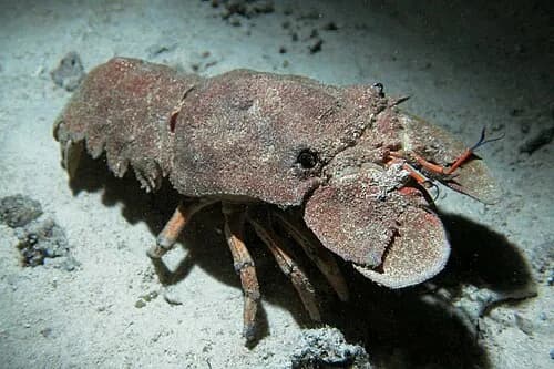 Slipper Lobster