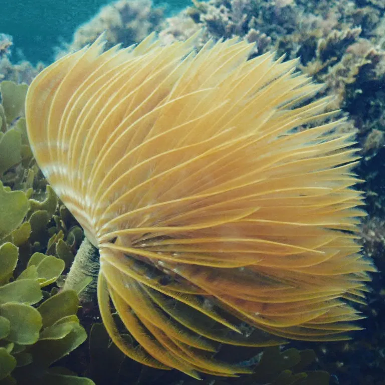 Spiral Tube Worms