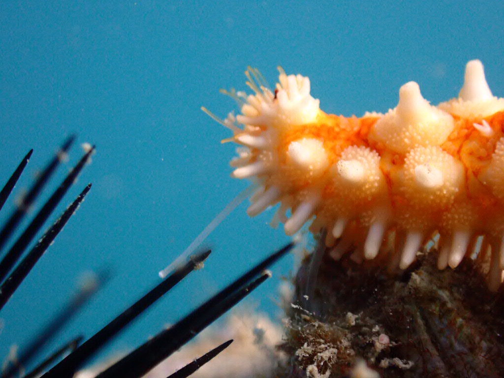 scubacoursespain-starfish-sea-urchins