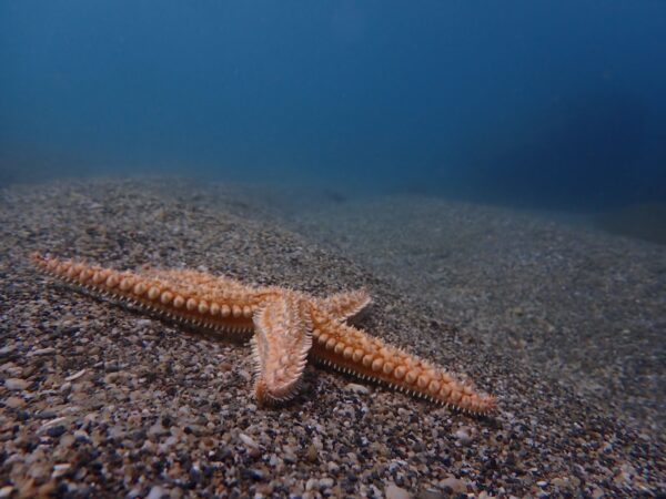Try Scuba Diving - Image 9